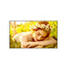 LG 55UL5Q-M Signage Display Digital signage flat panel 139.7 cm (55") LED Wi-Fi 500 cd/m² 4K Ultra HD Black WebOS 24/7 - 55UL5Q-M