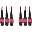 EATON Tripp Lite Fiber Optic Cable 40/100/400G MMF 50 OM4 3x8F MTP/MPO-PC F/F 15M - 49.21 ft Fiber Optic Network Cable for Switch, Patch Panel, Network Device - First End: 3 x MTP/MPO Network - Female - Sec - N858B-15M-3X8MG